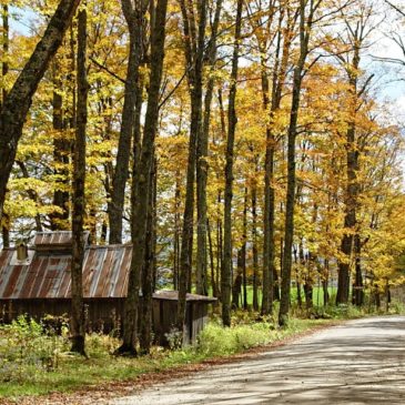 Creating A Better Future By Honouring The Past